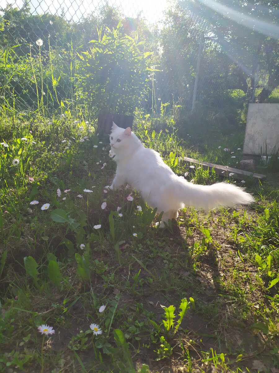 Ева первый раз выехала в деревню на лето. В прошлом году побоялись везти, глупенькая она и доверчивая, да и тоненькая, как пушинка. Но, знаете, оказалось как будто всю жизнь тут и жила. Почти ничего не боится, кроме чужих людей и местных котов, которые оккупировали наш дом. Ну еще бы, такие девы городские питерские приехали))) Фото из личного архива. 