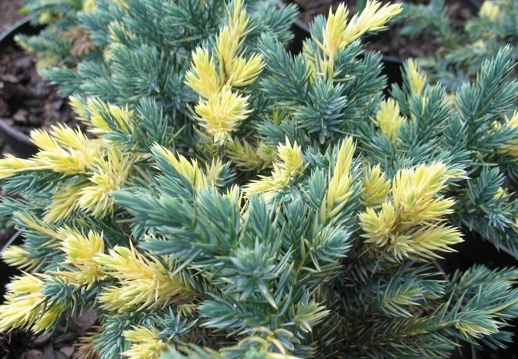 https://cvet-ferma.ru/d/mozhzhevelnik_cheshujchatyj_floreant_juniperus_squamata_floriant.jpg