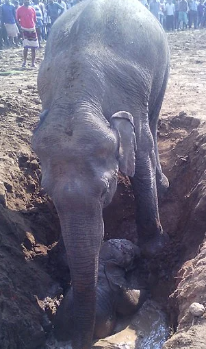 Не смогла остаться равнодушной к этой истории и, хочу поделиться ей с вами.-13