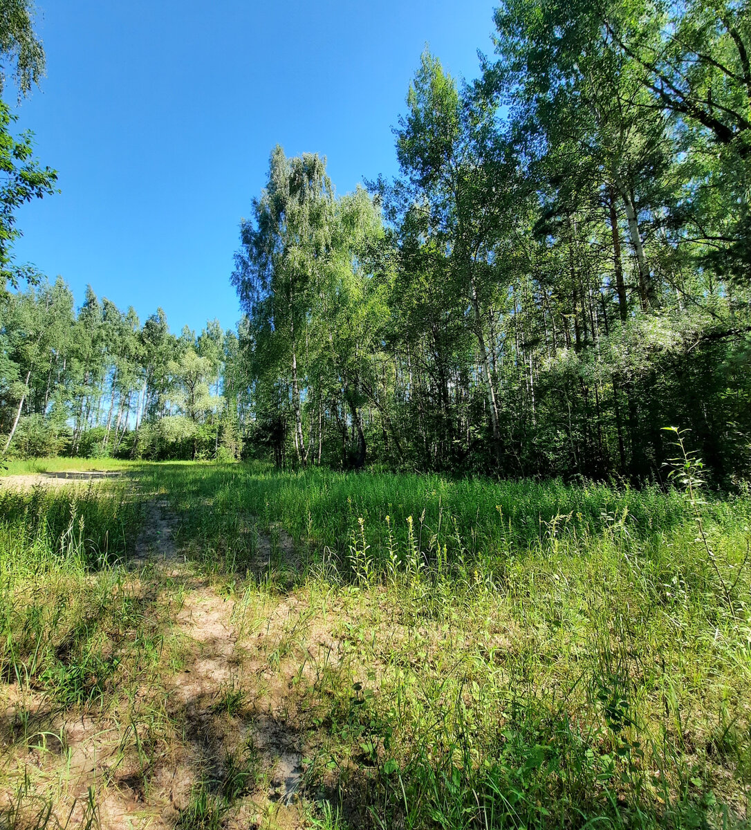 Трава начала жухнуть от жары.
Фото автора