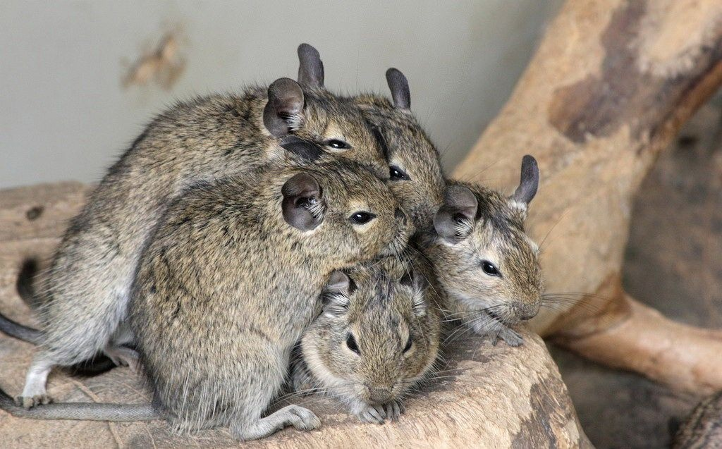 Совещание о том в какую сторону им эволюционировать, чтобы помереть. 