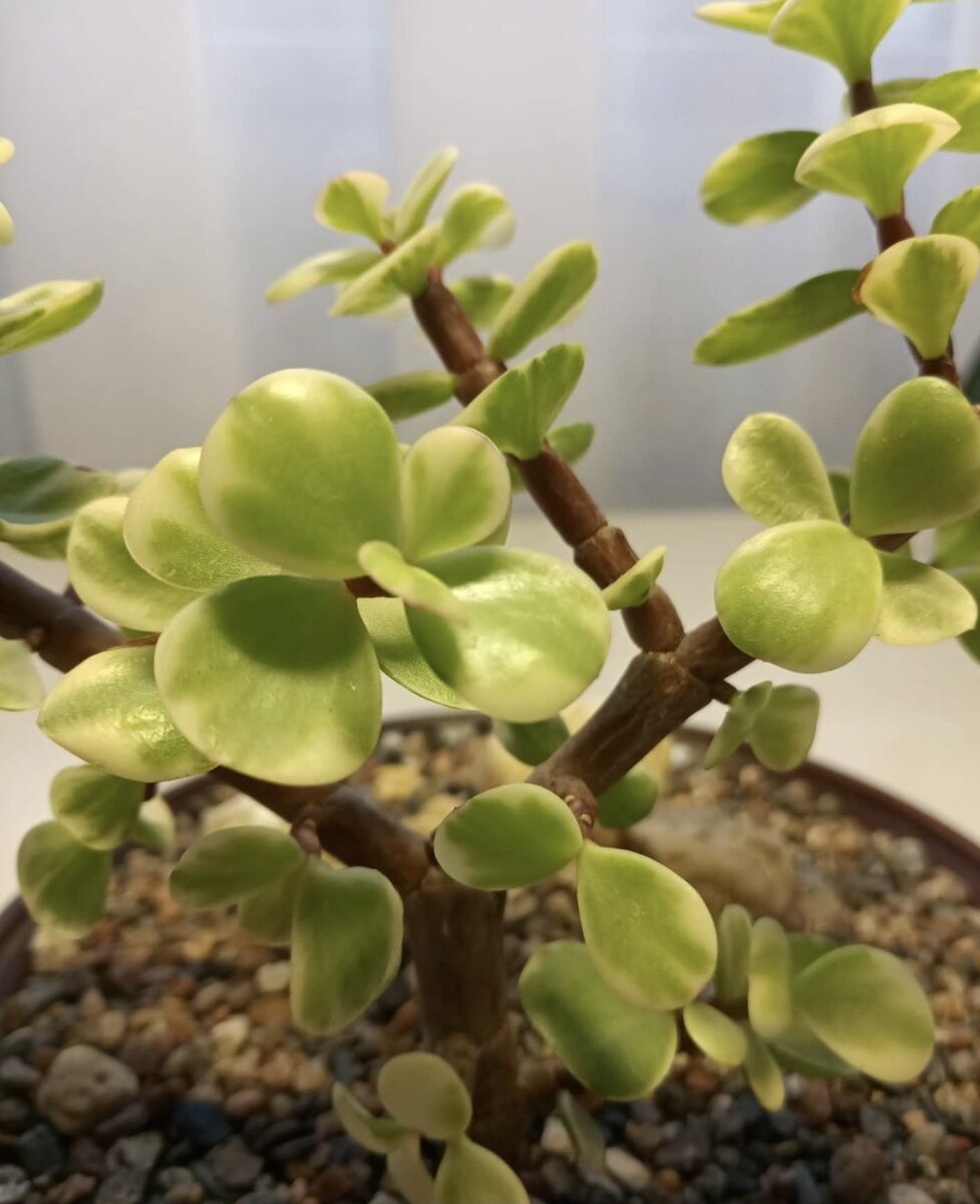 Листочки Портулакарии