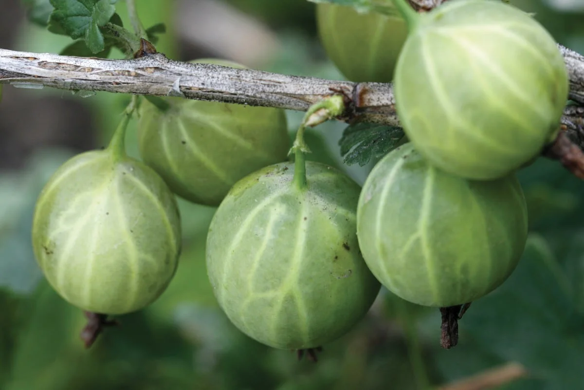 крыжовник уральский изумруд. крыжовник бесшипный сириус. крыжовник бесшипный малахит. крыжовник уральский виноград.