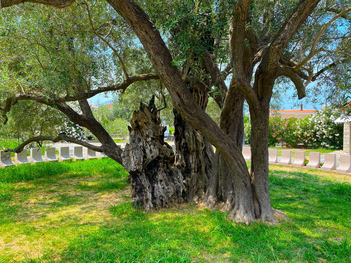 2000-летняя олива в городе Старый Бар, Черногория. Фото автора.