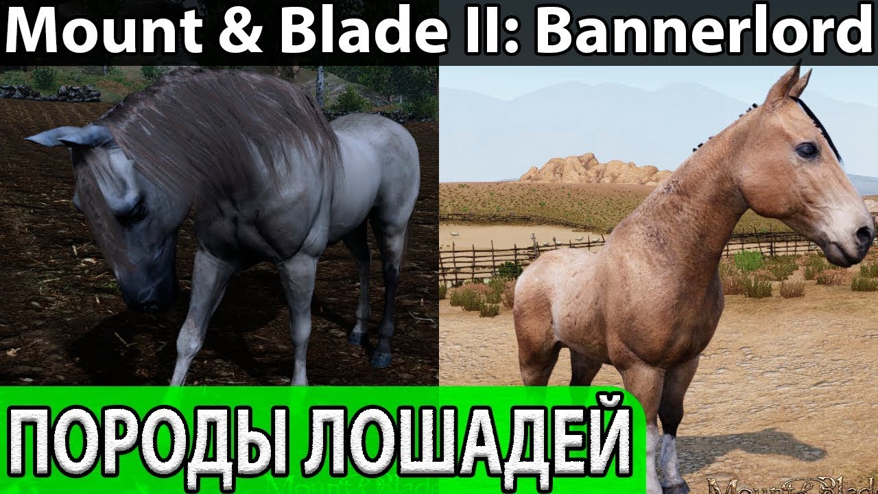 Породы лошадей в Mount & Blade II: Bannerlord. Блог Разработчиков 97. Dev  Blog 04/04/19