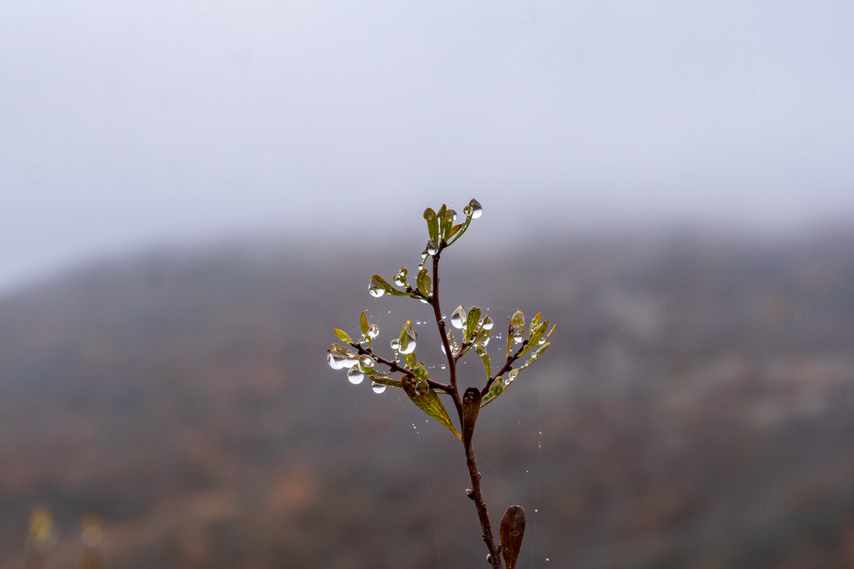 Капельки росы на травинке.