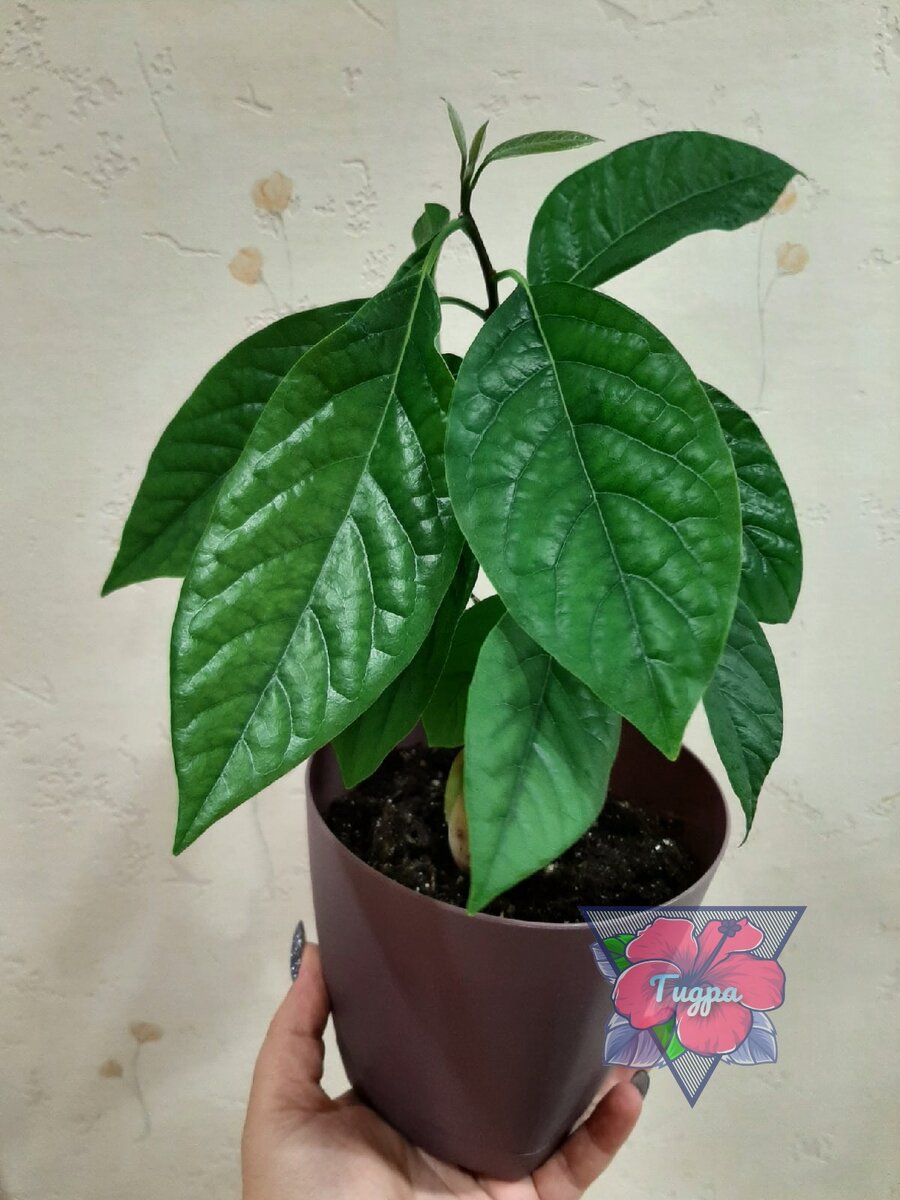 Личное фото