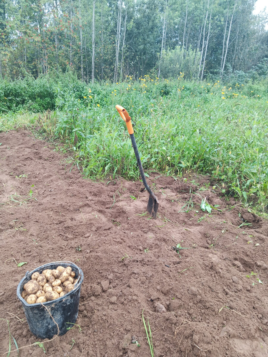 Там в траве картошка, чесслово