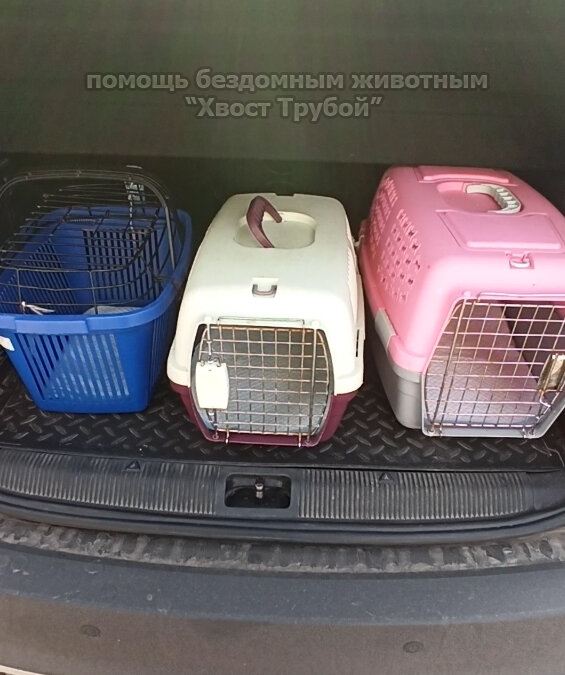 Три переноски ждут своих пассажиров ^-^
