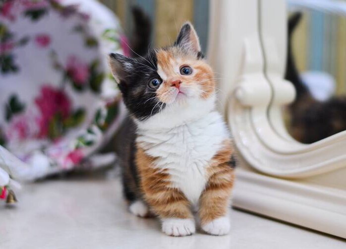 КОТЕНОК ЭТОЙ ПОРОДЫ.