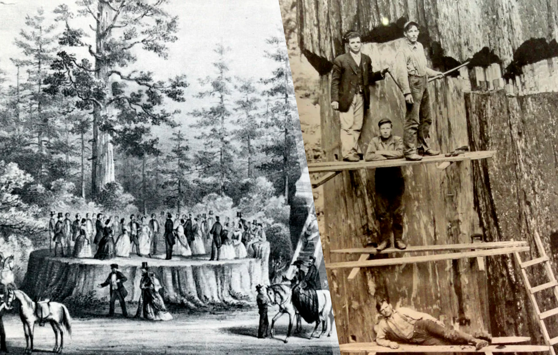 Фото гигантских деревьев во времени покорения Америки