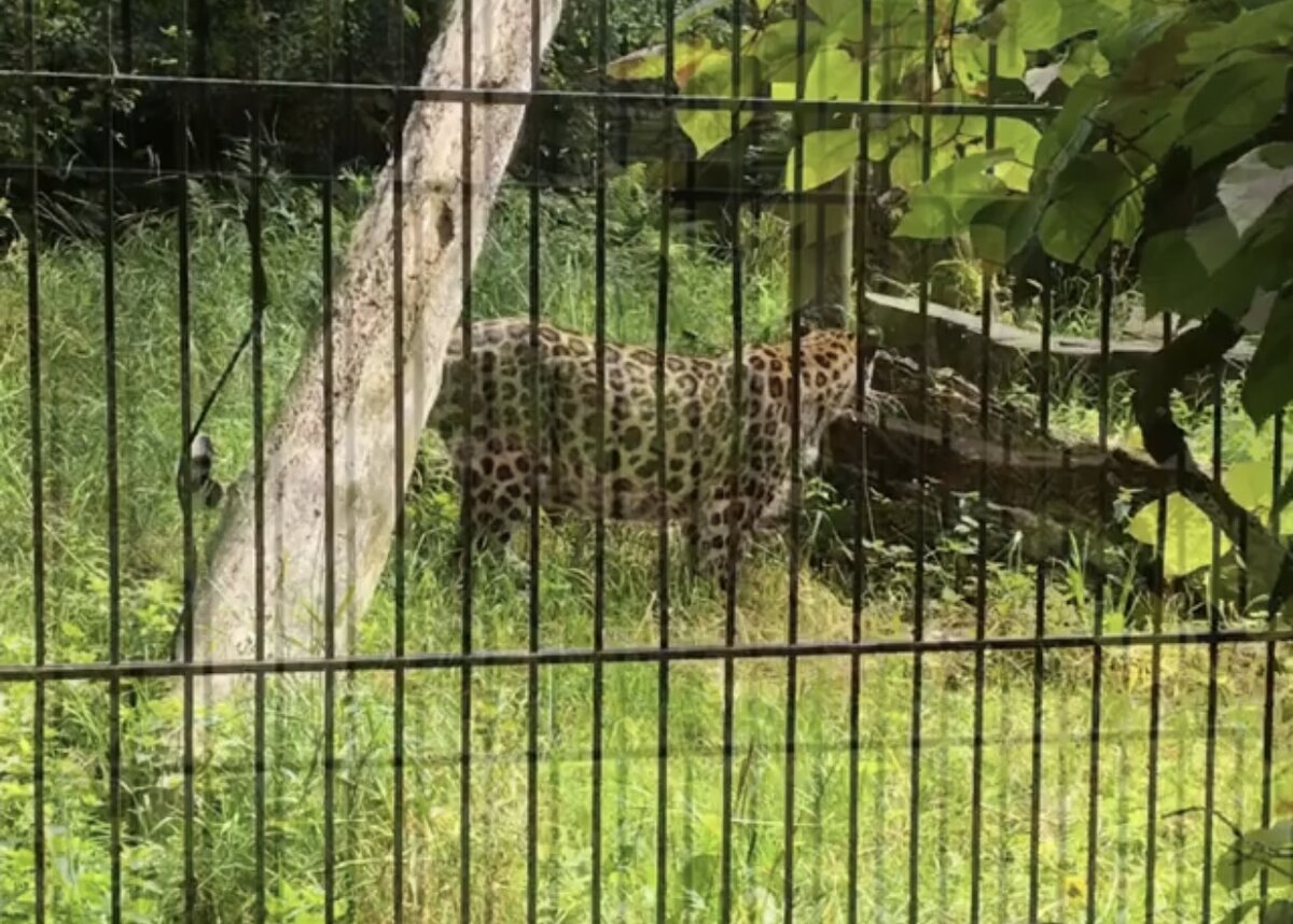 Дикая кошка 🐆