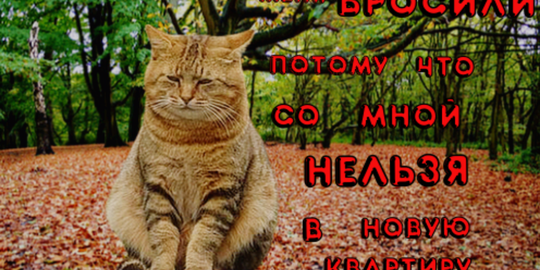 С котами нельзя! Нужно ли избавляться от питомца ради съемной квартиры