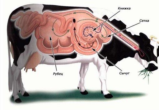 Рис. 2  Строение желудка коровы