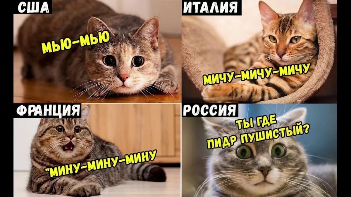 Туда и обратно кот. Мемы с надписями. Мемы с котами. Смешные мемы с котами и надписями. Коты мемы с надписями.