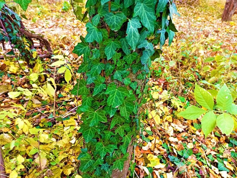  Наш тенистый сад. Конец октября 21 года. Фото автора.