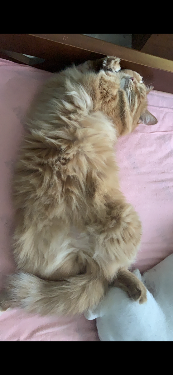 7, 5  кило холёного рыжего счастья 