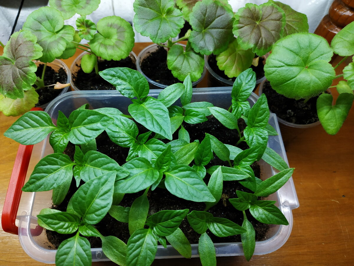 Рассада перца 18.03.21  Есть 2 пары настоящих листочков. В этом возрасте ее можно пикировать в стаканчики.