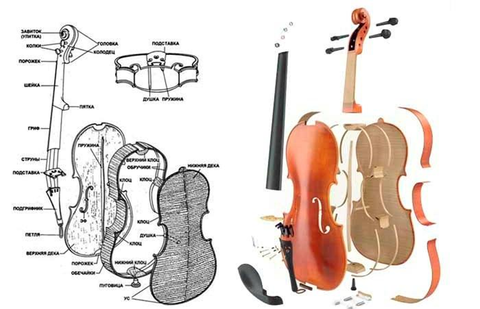 Разбор скрипки. Строение виолончели. Строение контрабаса схема. Строение Альта инструмент. Из чего состоит виолончель схема.