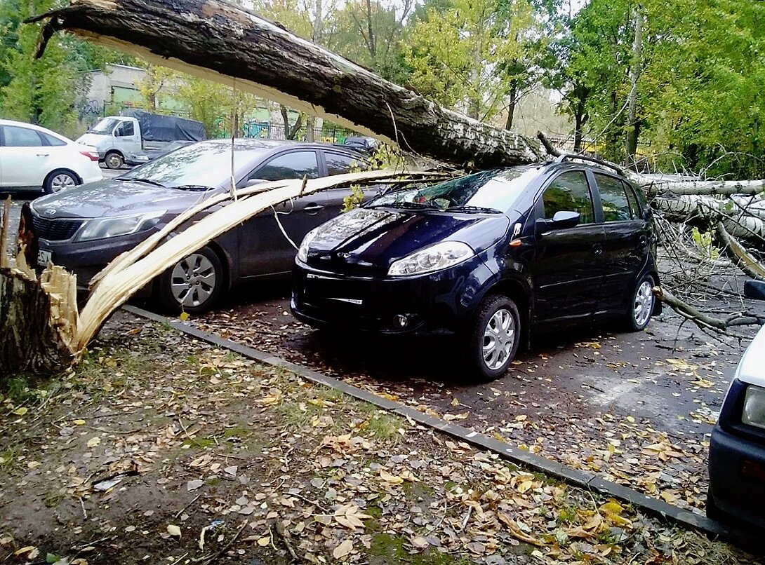 Что делать, если на автомобиль упало дерево