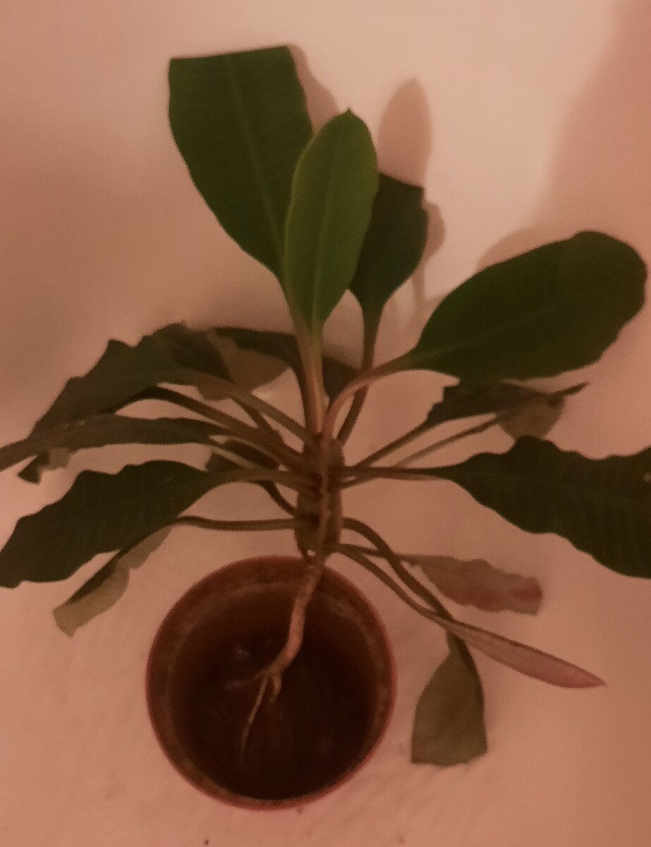 Корни уже наружу лезут