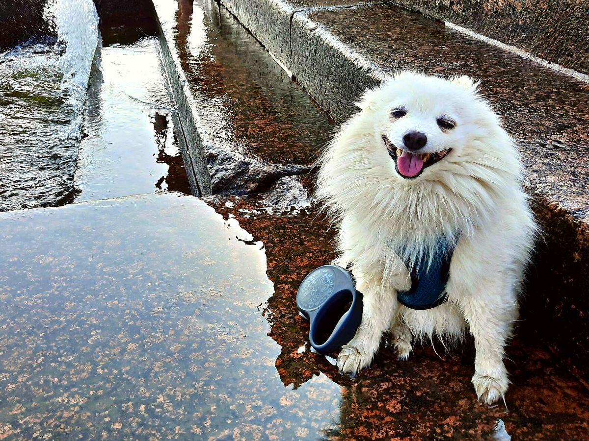 Воды Невы всегда холодные, даже летом, но Бруно это не беспокоит))