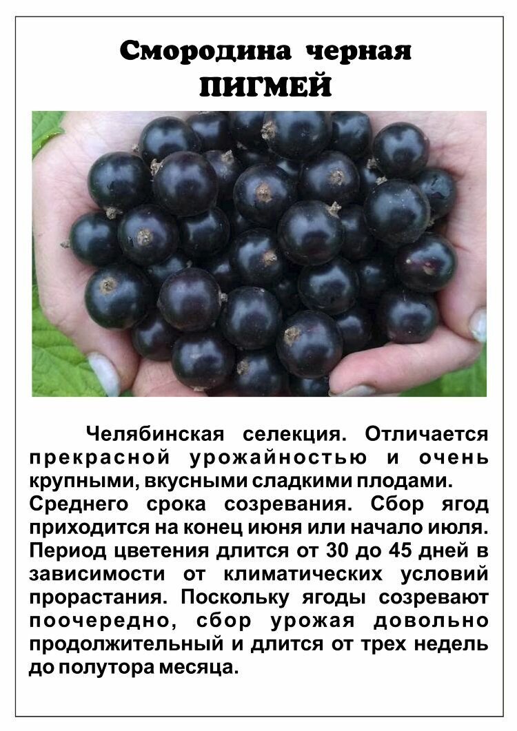 немного информации о сорте черной смородины
