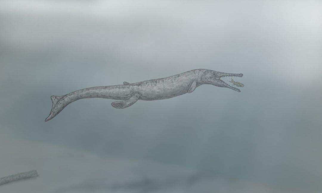 Метриоринхиды (Metriorhynchidae) – морские крокодилы с рыбьими хвостами