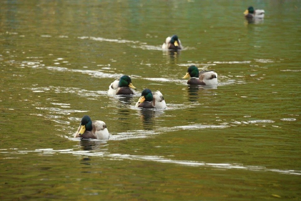     Вопрос о возведении очистных сооружений в Суворовском находится на стадии обсуждения. Михаил ФРОЛОВ