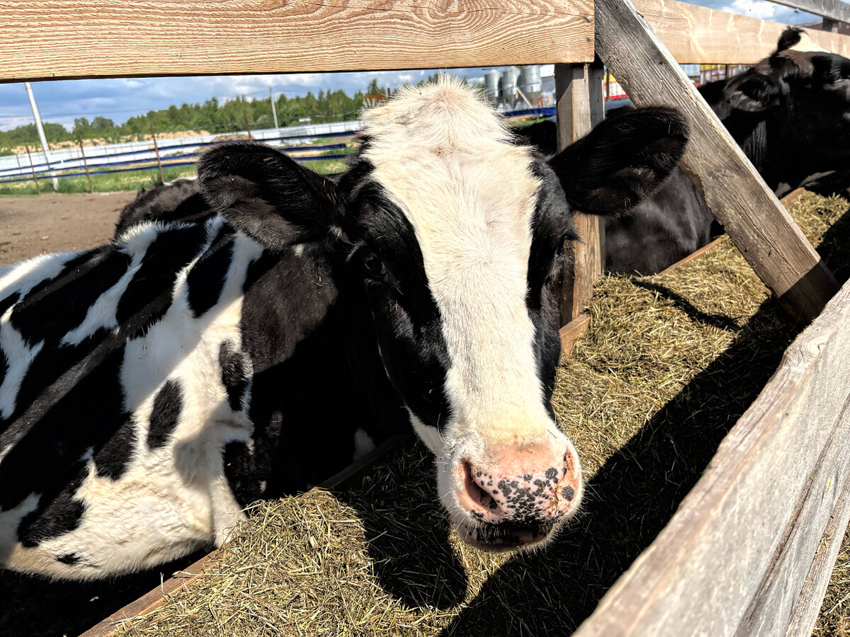 Источник фото: пресс-служба правительства Нижегородской области
