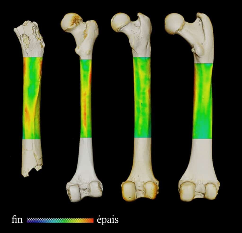    Слева направо: цифровые модели бедренных костей сахелантропа (уцелевшей ее части), современного человека, шимпанзе и гориллы / ©Franck Guy/Palevoprim/CNRS – Université de Poitiers