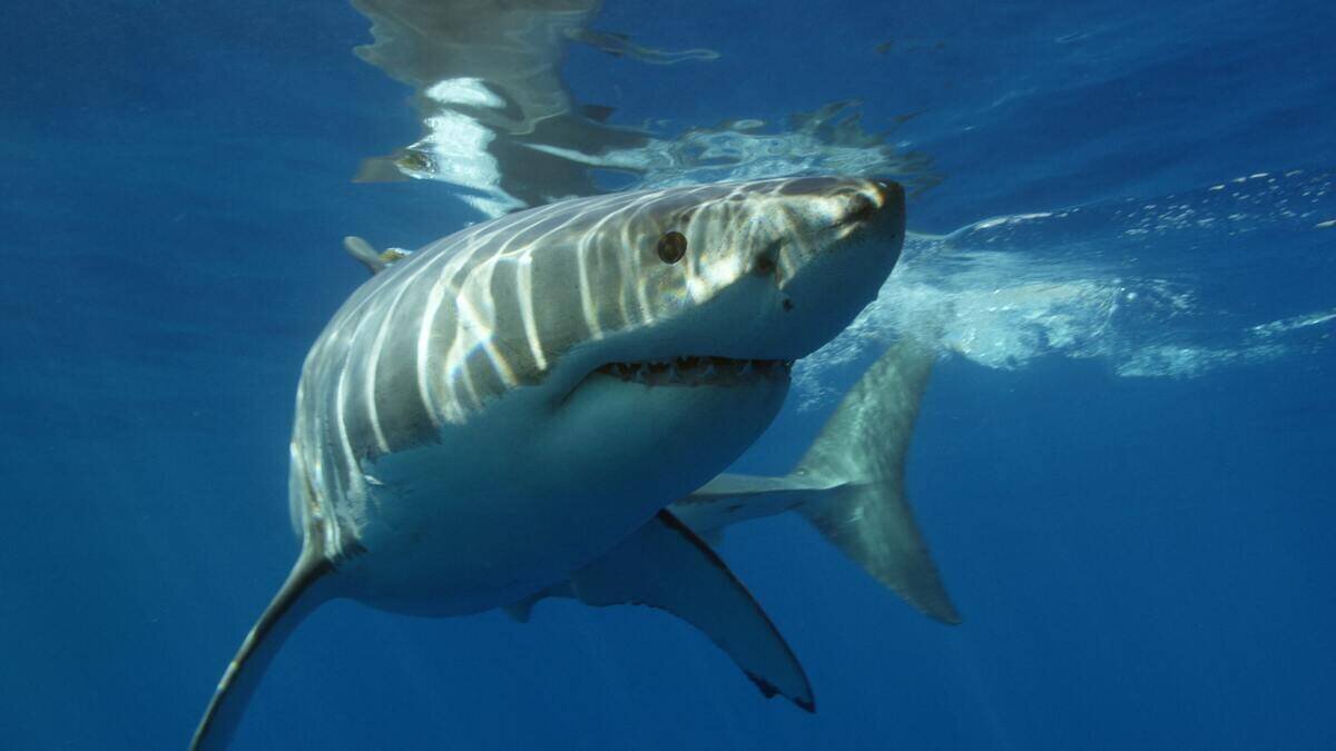 Властелины морей: 10 самых больших акул на планете