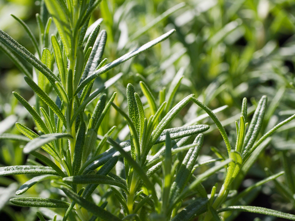 Источник: shutterstock.com