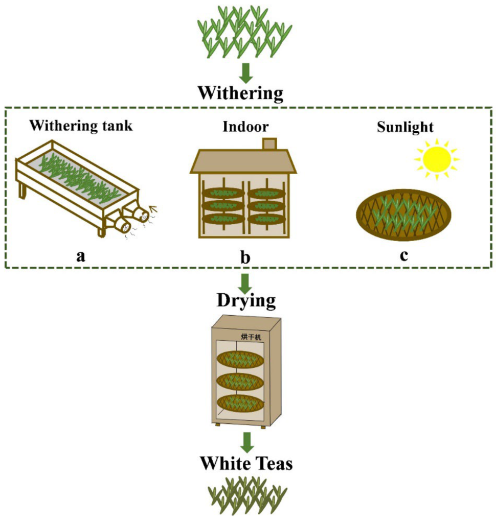 Три разных способа производства белого чая. www.mdpi.com