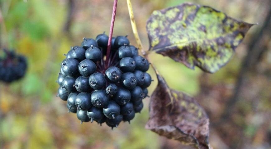 плоды элеутерококка