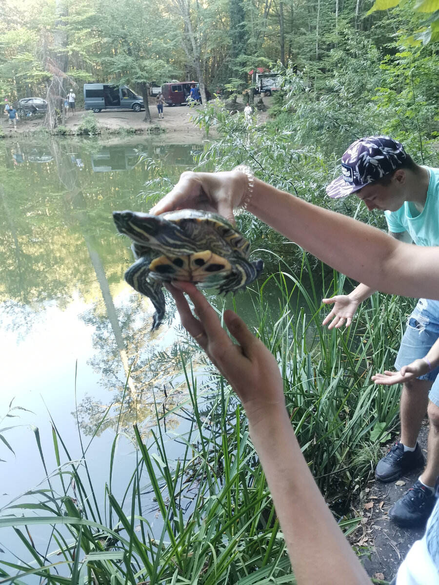 Во время съёмки ни одна черепаха не пострадала!!! 🐢