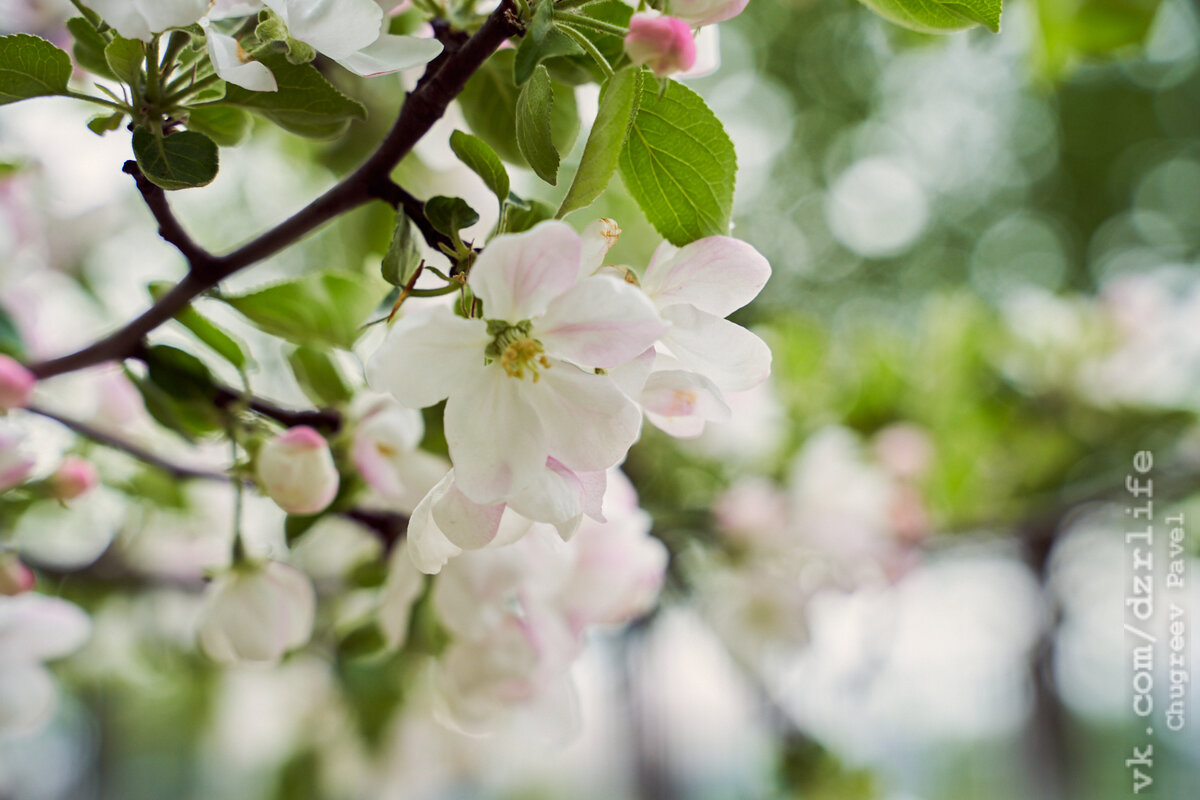 ул.Дмитрия Донского (вблизи аллея "Светлая")