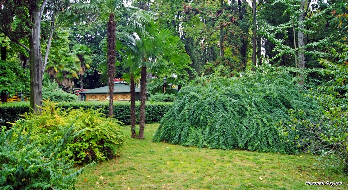 2. Между аллеями парка «Ривьера», на просторных клумбах и полянах, высажены экзотические декоративные растения.