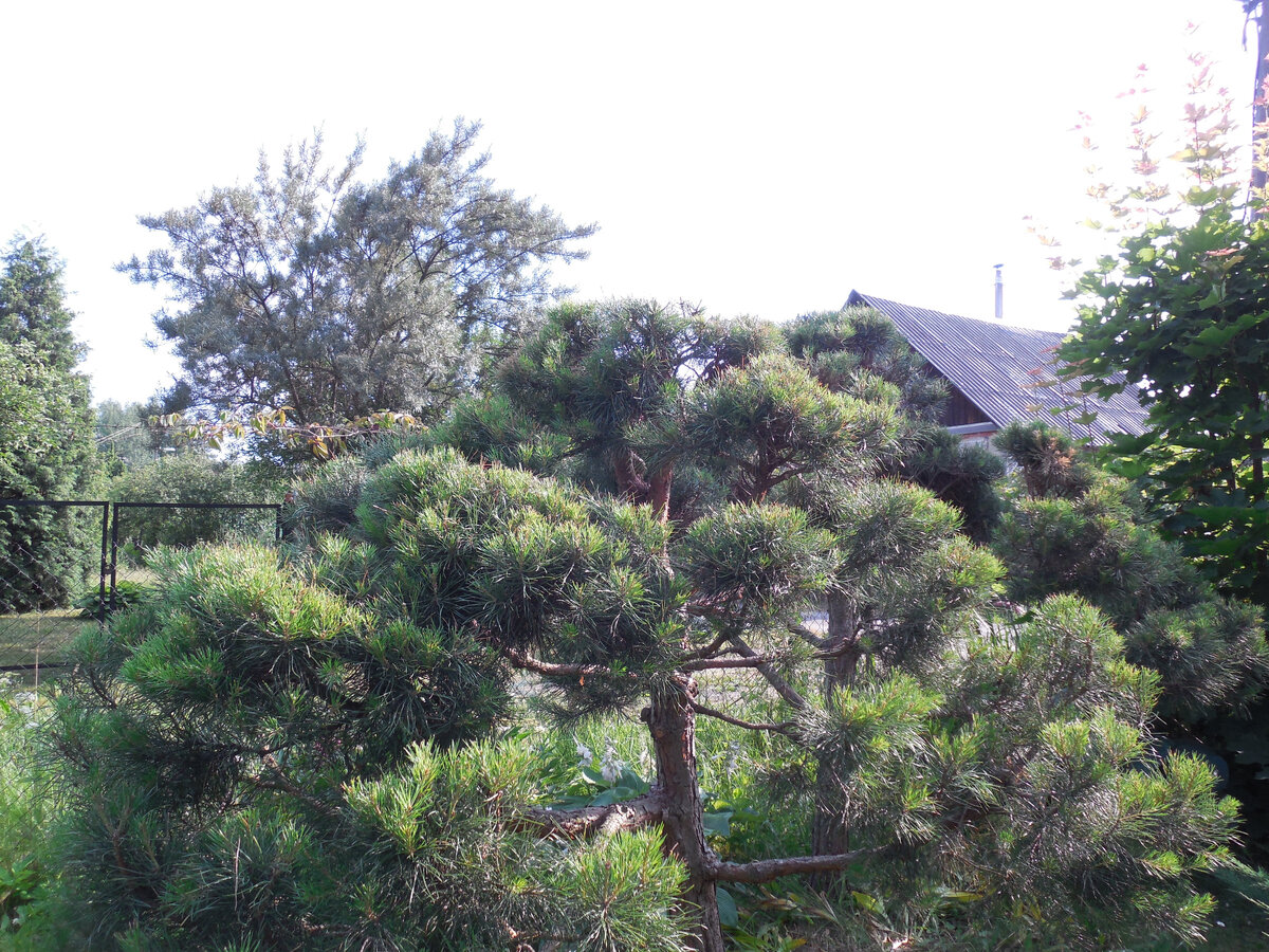 Я специально загрузила не слишком парадное и не отредактированное фото. Чтобы и ворота соседские на дальнем плане, и сторожка, и фонарный столб, и ещё не подстриженный клён. А то опять будут претензии, что фото из питомника, а не с самой обычной дачи...