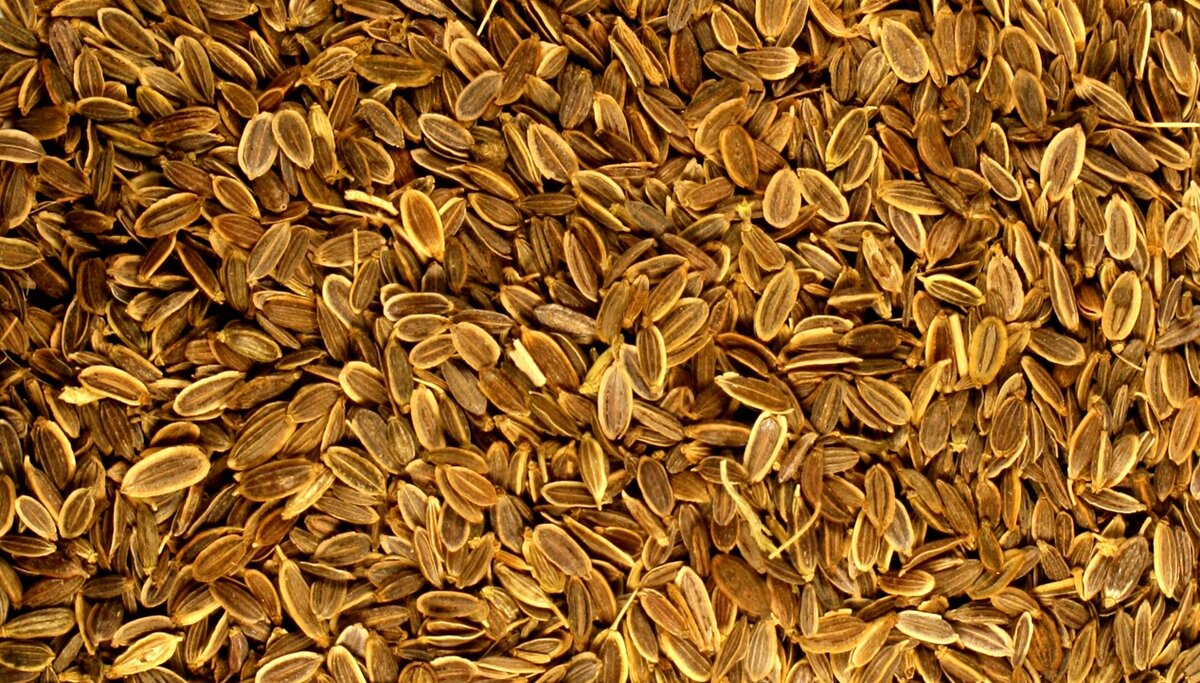 Семена укропа