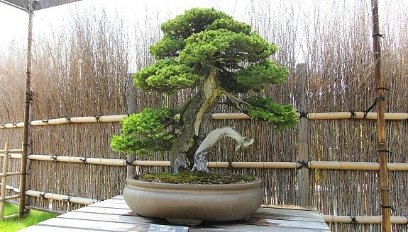 Бонсай, в японском саду, красота по-японски, природа в миниатюре, деревья