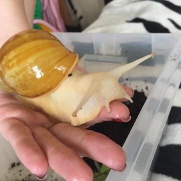 Ахатина Родаци Альбино Боди 