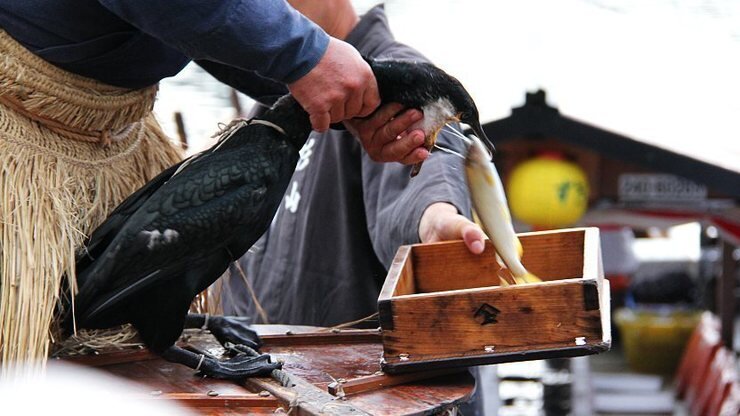 Мастер-рыбак достает рыбу из баклана