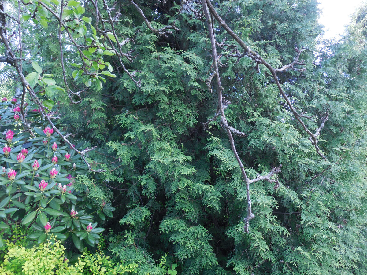 Эта туя самая у нас старшая. На ней трещин не бывает!