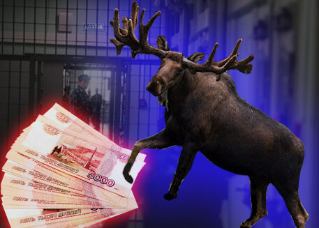 Деньги, лось и незаконное ружье