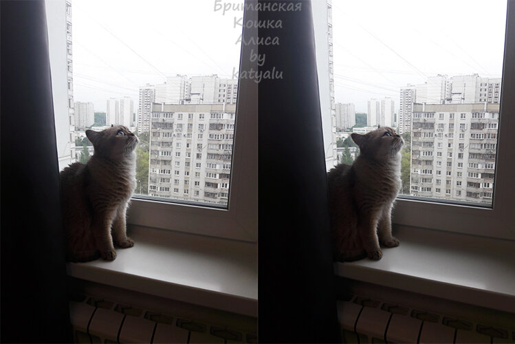 Наша кошка Алиса.