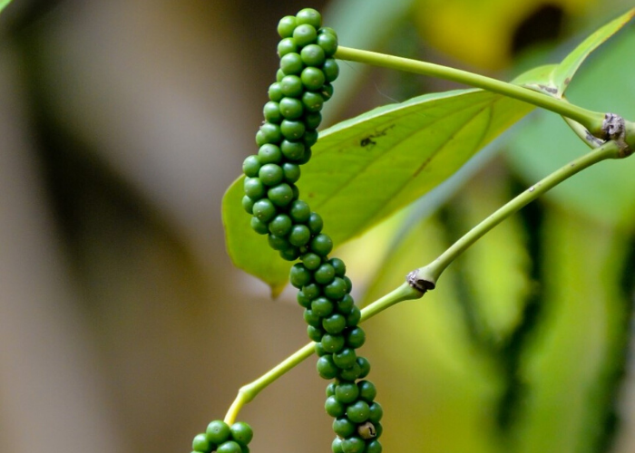 Так растет черный перец, стоивший дороже золота