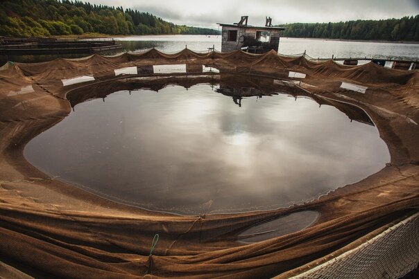 Рыбное хозяйство при деревне Корбеничи