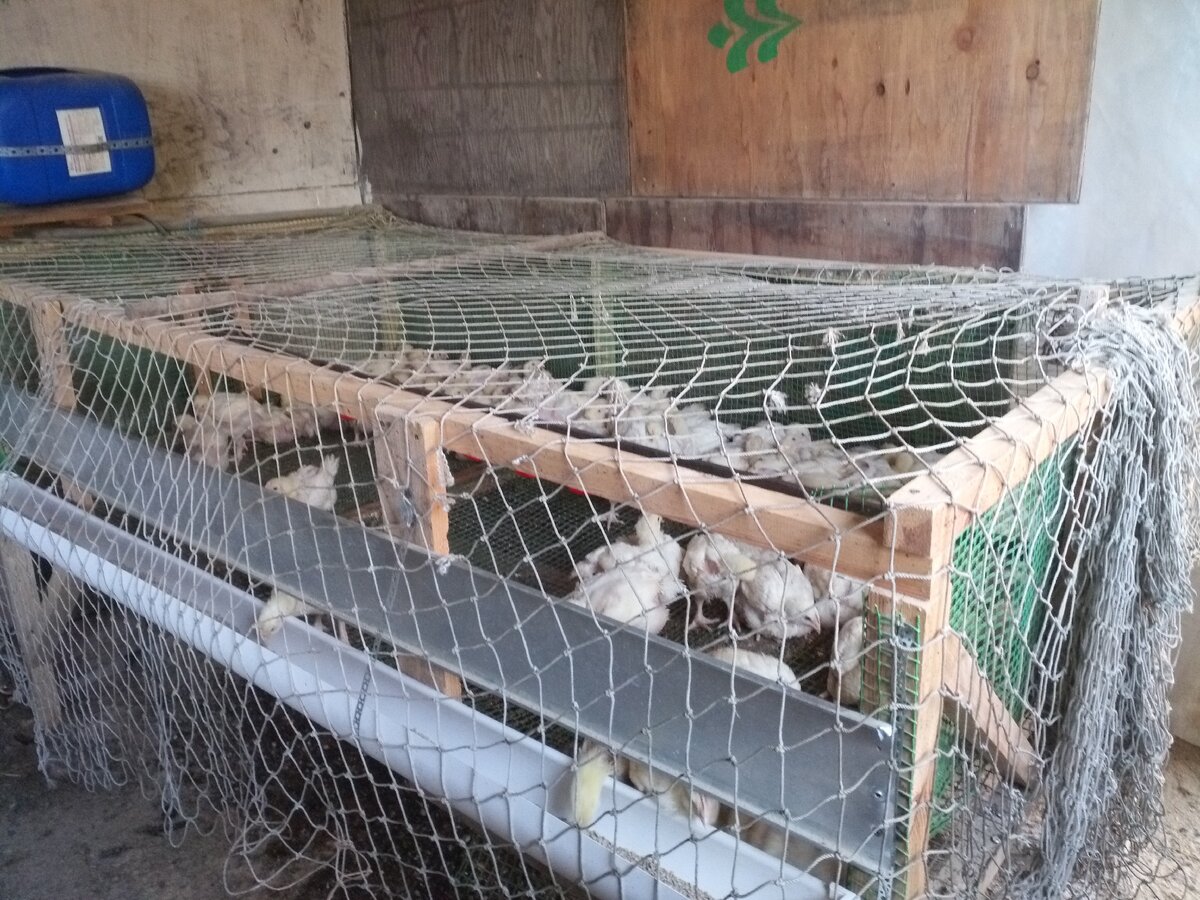 сейчас мы держим бройлеров не напольно, а таких самодельных клетках