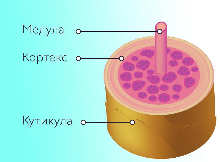 Структура волоса